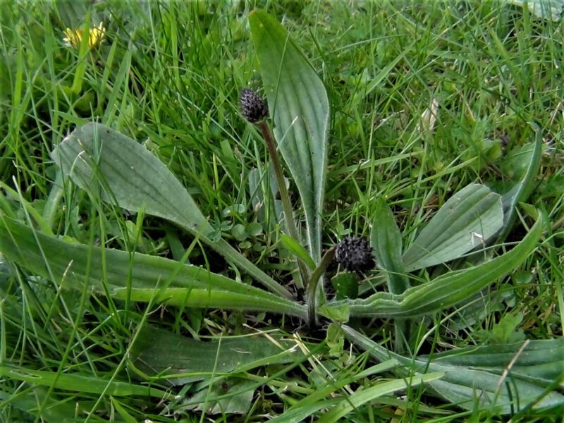 foraging in the uk for plantain or ribwort