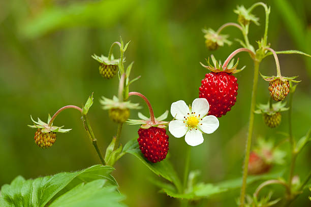 foraging in the uk for wild strawberries