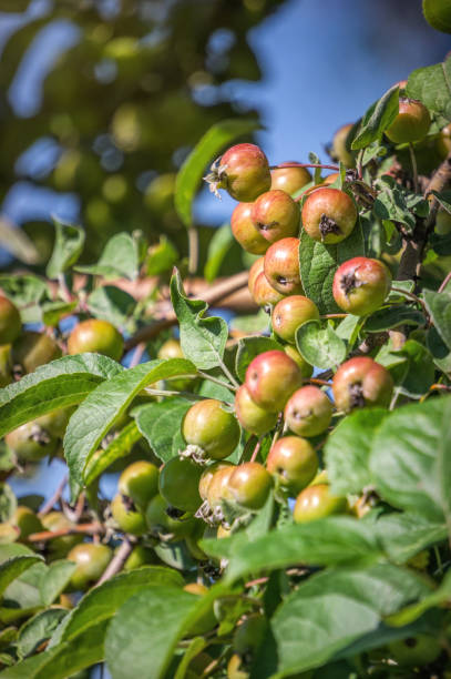 foraging in the uk for crab apples