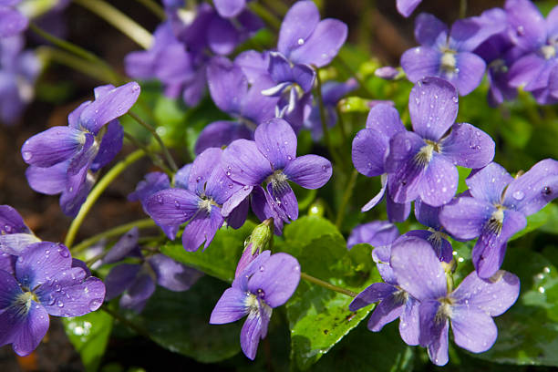 foraging in the uk for sweet violet