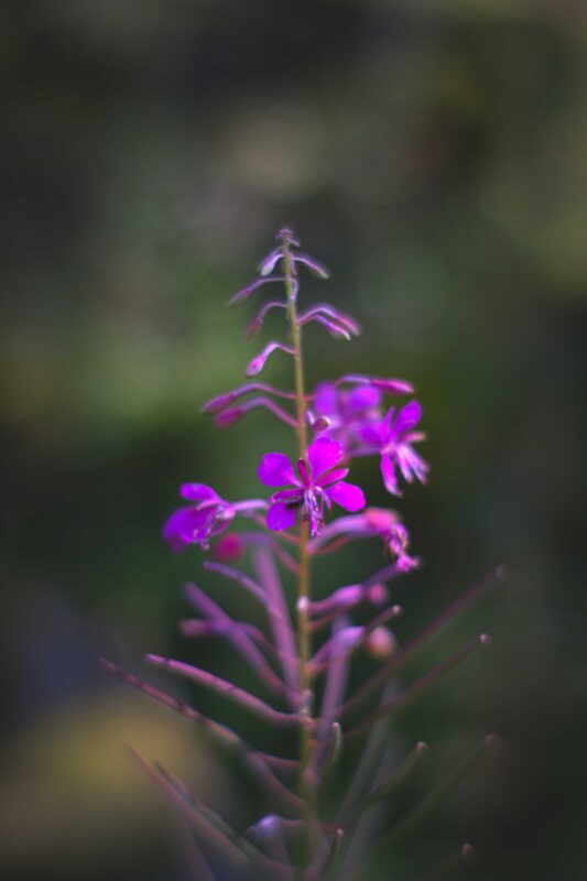 foraging in the UK for willowherb