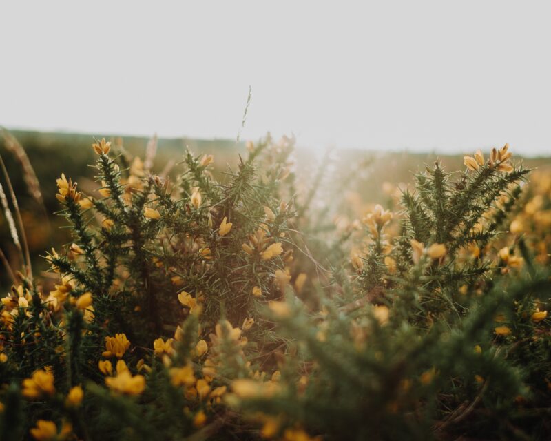 foraging in the uk for gorse